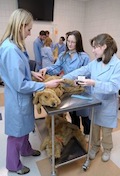 Why Are Men Abandoning Schools of Veterinary Medicine?