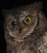 Environmental Scholar Has an Owl Named in Her Honor