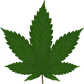 University of Tennessee Study Finds Marijuana Use in Men Is Not a Factor in Domestic Violence