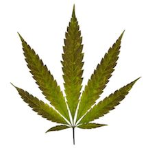 Study Finds a Sharp Rise in Marijuana Use Among Pregnant Women